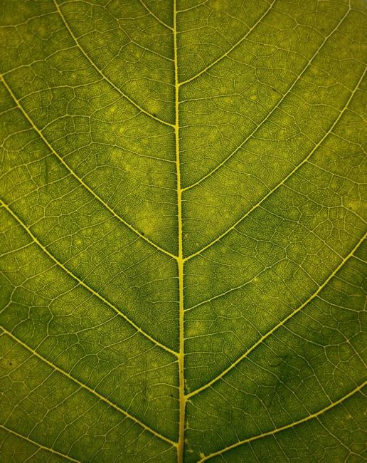 Leaf