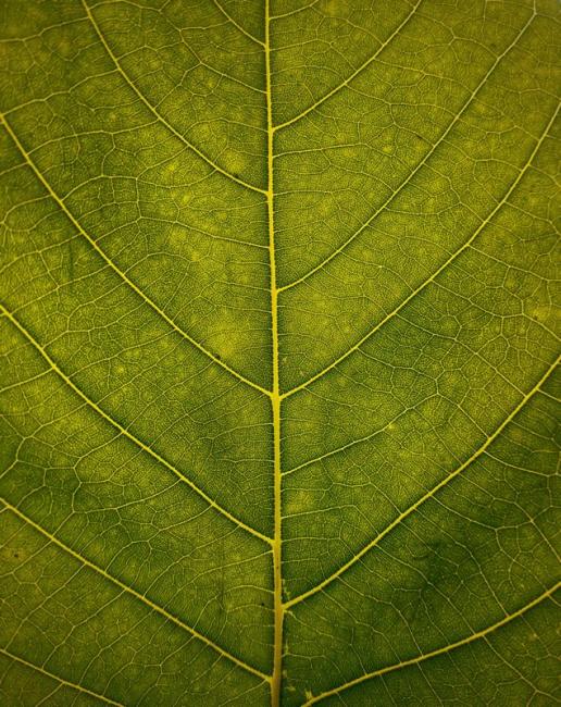 c by Vivaan Trivedii, Unsplash Leaf