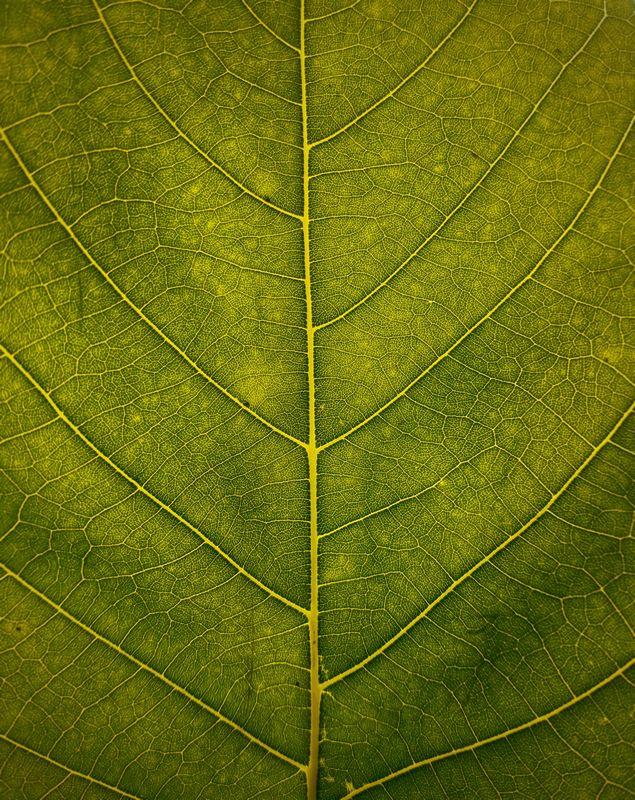 c by Vivaan Trivedii, Unsplash Leaf